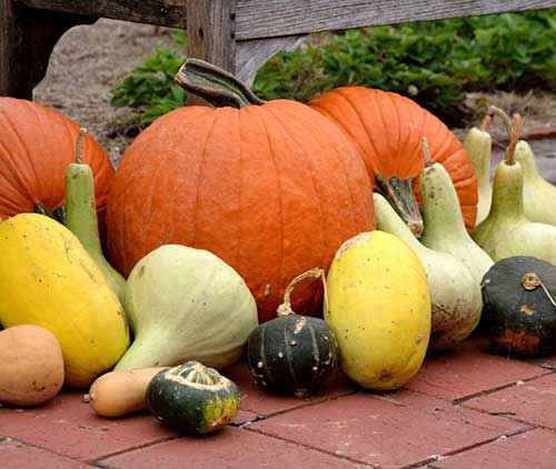 Pumpkins & gourds are accepted in the yard/garden waste program at the Carroll Agency. There is no charge for disposal.